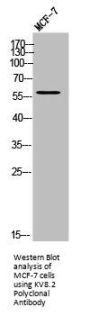 KCNV2 Antibody