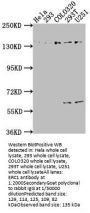 ERC1 Antibody
