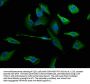 ERC1 Antibody