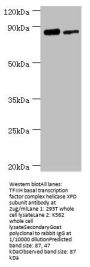 ERCC2 Antibody