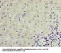 TRPM2 Antibody