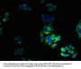 TRPM2 Antibody