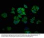 EREG Antibody