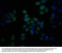 EREG Antibody