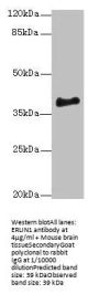 ERLIN1 Antibody