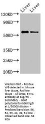 ETV1 Antibody
