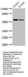 ETV1 Antibody