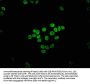 ETV2 Antibody