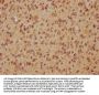 EXOC7 Antibody