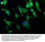 EXOC7 Antibody