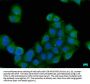 EXOC8 Antibody