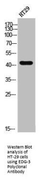 S1PR3 Antibody