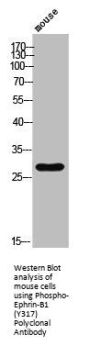 Phospho-EFNB1 (Y317) Antibody