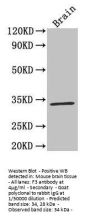 F3 Antibody