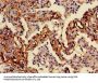 F3 Antibody