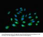 F3 Antibody