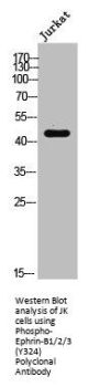 Phospho-EFNB1/EFNB2/EFNB3 (Y324) Antibody