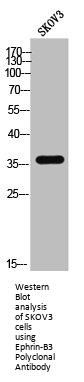 Ephrin-B3 Polyclonal Antibody