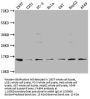 FABP4 Antibody