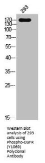 Phospho-EGFR (Y1069) Antibody