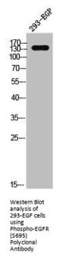 Phospho-EGFR (S695) Antibody