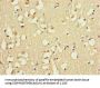 FABP7 Antibody