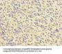 FABP7 Antibody