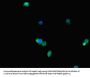 FABP7 Antibody