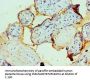 FCMR Antibody