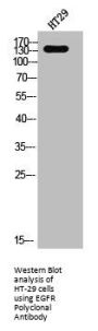 EGFR Antibody
