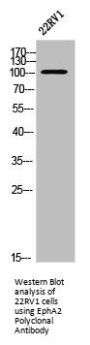 EPHA2 Antibody