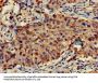 FAM107A Antibody