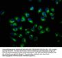 TCAF2 Antibody