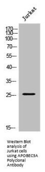 APOBEC3A Antibody