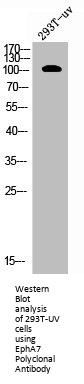 EPHA7 Antibody