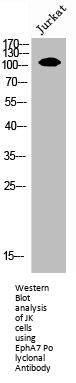 EPHA7 Antibody