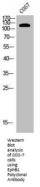 EPHB1 Antibody