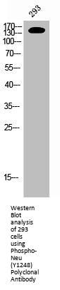Phospho-ERBB2 (Y1248) Antibody