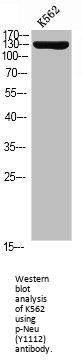 Phospho-ERBB2 (Y1112) Antibody
