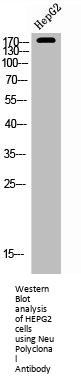 ERBB2 Antibody