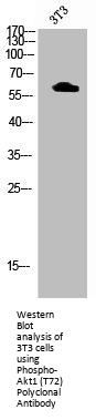 Phospho-AKT1 (T72) Antibody