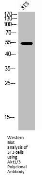 AKT1/AKT3 Antibody