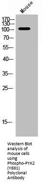 Phospho-PTK2B (Y881) Antibody