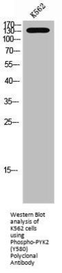Phospho-PTK2B (Y580) Antibody