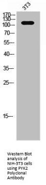 PTK2B Antibody