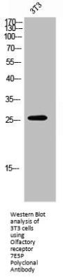 OR7E5P Antibody