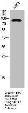 HNRNPUL2 Antibody