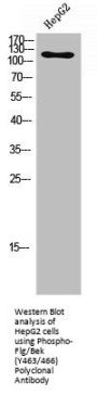 Phospho-FGFR1/FGFR2 (Y463/466) Antibody