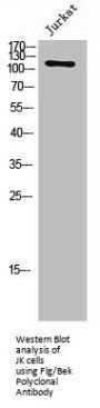 FGFR1/FGFR2 Antibody