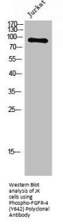 Phospho-FGFR4 (Y642) Antibody